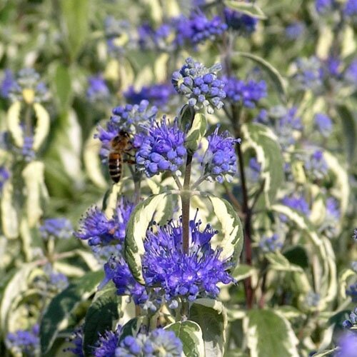 Caryopteris clandonensis ‘White Surprise’1